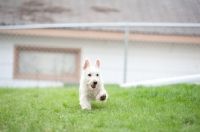 Picture of wheaten Scottish Terrier puppy running in yard.