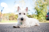 Picture of wheaten Scottish Terrier puppy lying on driveway.