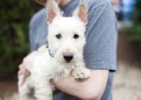 Picture of wheaten Scottish Terrier puppy in owner's arms.
