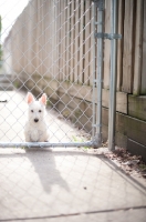 Picture of wheaten Scottish Terrier puppy sitting behind chain link fence.