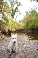Picture of wheaten Scottish Terrier puppy sitting by creek.