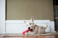 Picture of wheaten Scottish Terrier puppy playing with red toy.