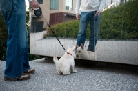 Picture of wheaten Scottish Terrier puppy looking at reflection with owner in background.