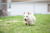 Picture of wheaten Scottish Terrier puppy running in yard.