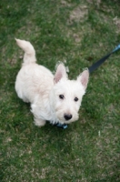 Picture of wheaten Scottish Terrier puppy sitting on grass.