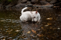 Picture of wheaten Scottish Terrier puppy wading in creek, looking in the water.