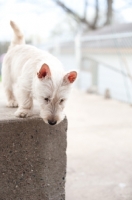 Picture of wheaten Scottish Terrier puppy looking down from concrete step.