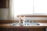 Picture of wheaten Scottish Terrier puppy sitting in sink.