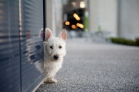 Picture of wheaten Scottish Terrier puppy peeking from reflective blue wall.