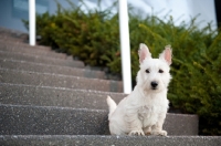 Picture of wheaten Scottish Terrier puppy sitting on stairs.