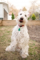 Picture of wheaten Scottish Terrier sitting up, looking at camera with tongue out.
