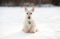 Picture of wheaten Scottish Terrier sitting on snow during sunset.