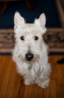 Picture of wheaten Scottish Terrier sitting on hardwood floor.