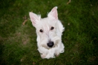 Picture of wheaten Scottish Terrier sitting on grass.