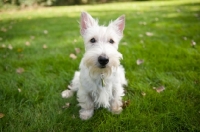 Picture of wheaten Scottish Terrier sitting on grass.