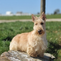 Picture of wheaten Scottish Terrier