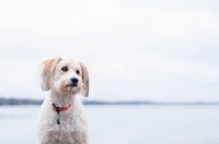Picture of Wheaten Terrier cross bred dog