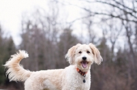 Picture of Wheaten Terrier Crossebred, side view