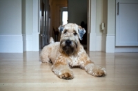 Picture of Wheaten terrier laying on hardwood floor