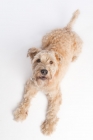 Picture of Wheaten Terrier lying down looking up at camera