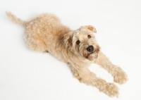 Picture of Wheaten Terrier lying down looking up at the camera.