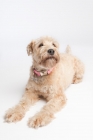 Picture of Wheaten Terrier lying down looking proud.