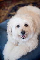 Picture of wheaten terrier mix lying on blue ottoman