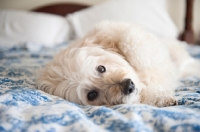 Picture of wheaten terrier mix lying on side