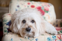 Picture of wheaten terrier mix lying with head down on chair