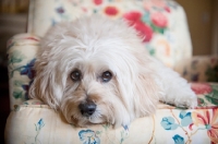 Picture of wheaten terrier mix lying with head down on chair