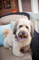 Picture of wheaten terrier mix sitting