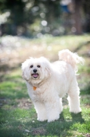 Picture of wheaten terrier mix standing in grass