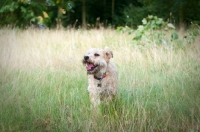 Picture of Wheaten Terrier playing in long grass