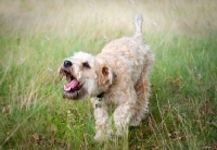 Picture of Wheaten Terrier playing with bubbles in long grass