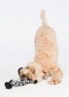 Picture of Wheaten Terrier playing with it's Zebra toy