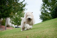 Picture of wheaten terrier running across field