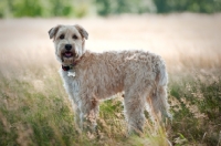 Picture of Wheaten Terrier standing in a field of long grass