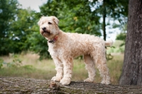 Picture of Wheaten Terrier standing on a  tree, looking out