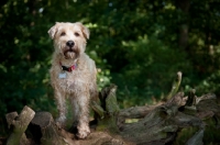 Picture of Wheaten Terrier standing on a log in the sunlight