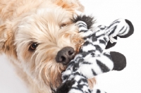 Picture of Wheaten Terrier tugging it's Zebra toy