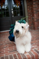 Picture of wheaten terrier wearing blue dress and pearl necklace