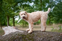 Picture of wheaten terrier with plastic bottle in mouth