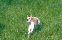 Picture of whippet - fast racedog, retrieving