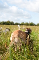 Picture of Whippet about to take a sprint