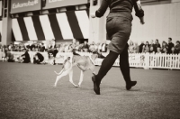Picture of Whippet and Handler showing at YKC Crufts 2012