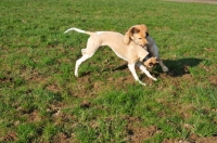 Picture of Whippet and Hovawart puppy at play