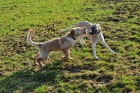 Picture of Whippet and Hovawart puppy at play