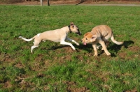 Picture of Whippet and Hovawart puppy at play