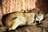 Picture of whippet asleep on a sofa