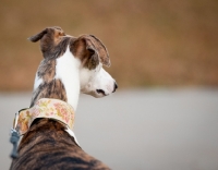 Picture of Whippet back view